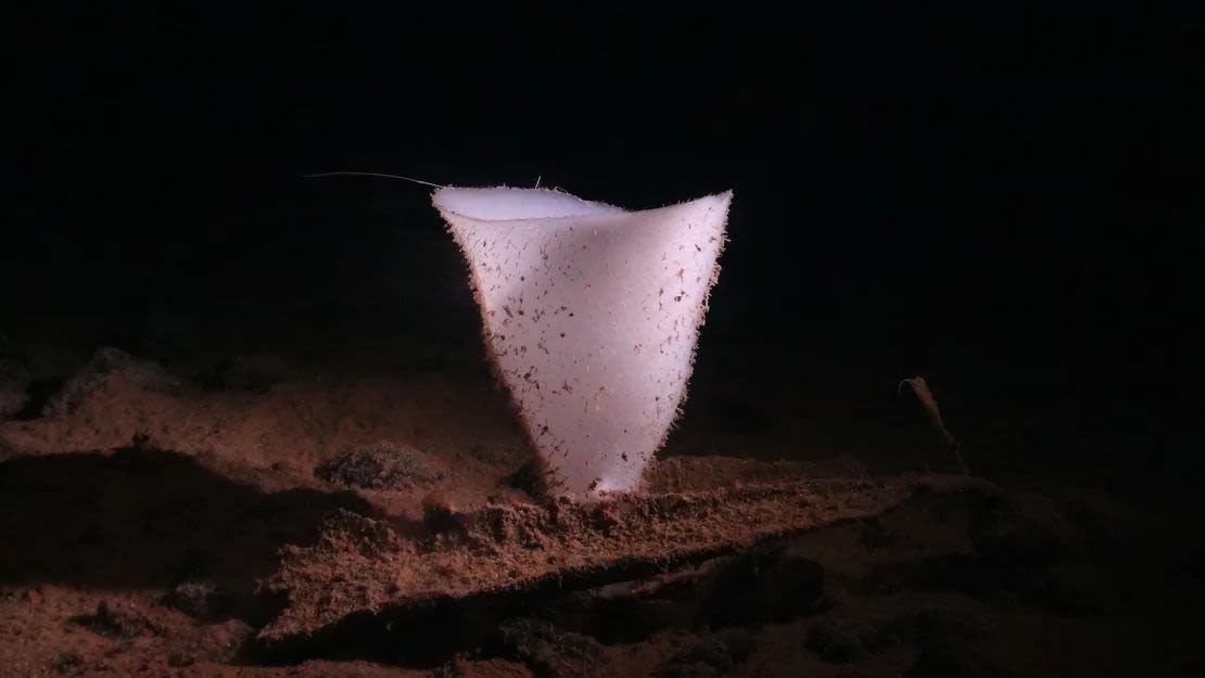 En las profundidades extremas del océano, no hay luz solar y la temperatura ronda los 1,5 ºC (35 ºF), pero algunas criaturas como esta esponja de cristal prosperan. Crédito: NHMDepSea Group/Museo de Historia Natural, Reino Unido.