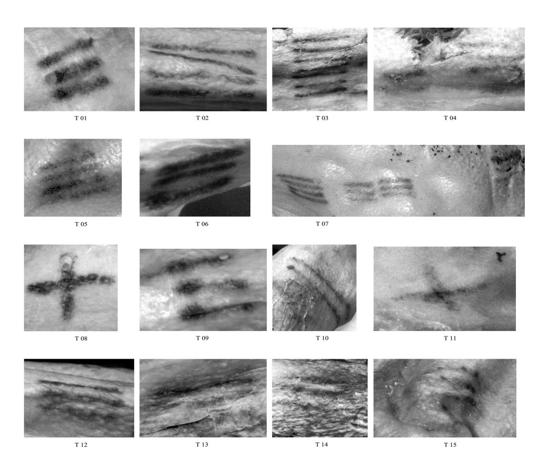 Según una investigación, los tatuajes de Ötzi, capturados con un software de procesamiento de imágenes, podrían haber sido parte de una antigua técnica curativa. Crédito: Instituto de Investigación EURAC para Estudios de Momias/Marco Samadelli.