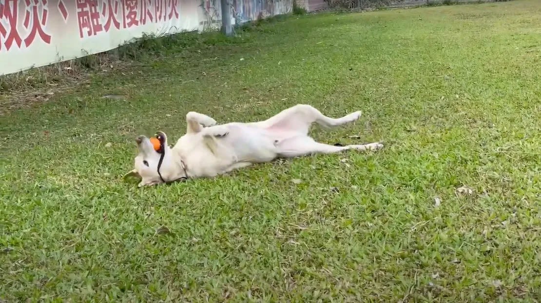 Roger juega con su pelota en el césped. Crédito: Departamento de Bomberos de Kaohsiung.