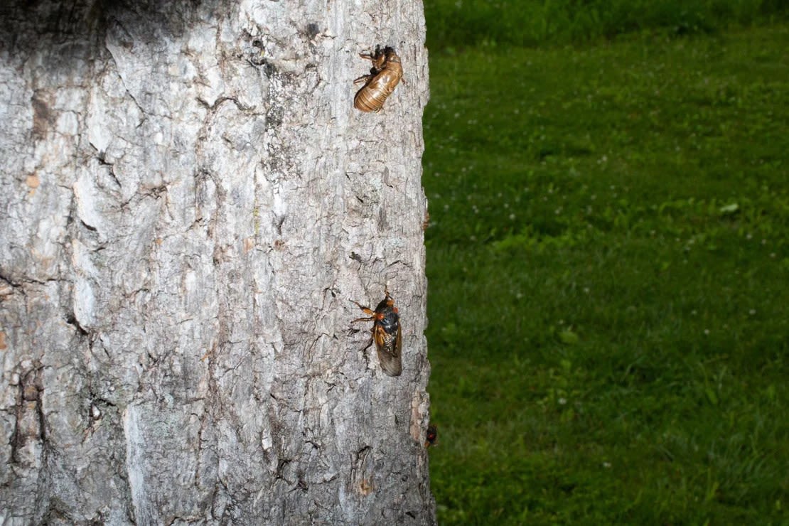 Las cigarras de la cría X aparecieron en Indianápolis en 2021. Se esperan miles de millones de cigarras esta primavera, cuando dos crías diferentes, la XIX y la XIII, emerjan simultáneamente.