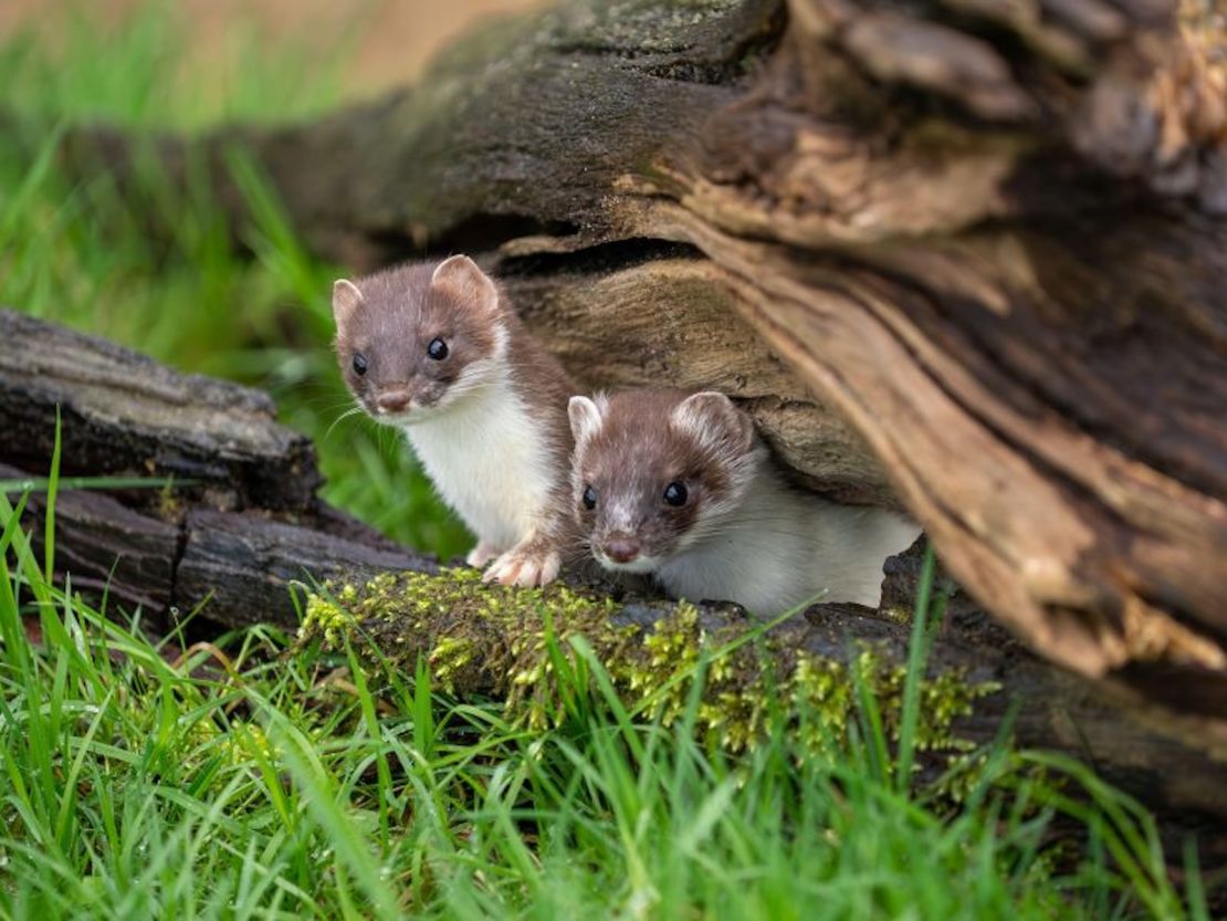 Stoats, along with other mustelids such as weasels and ferrets, are on New Zealand's blacklist.