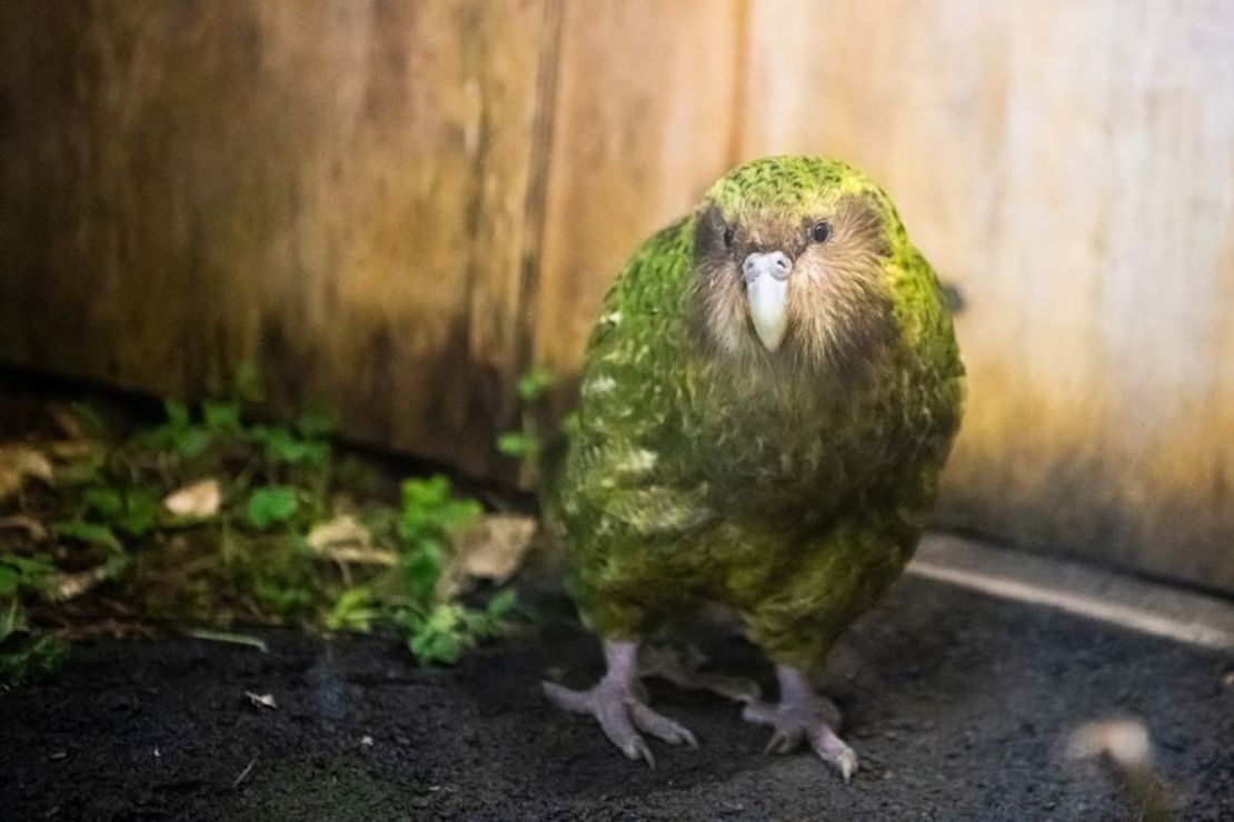 El kākāpō, en peligro crítico de extinción, es uno de los tesoros únicos de Nueva Zelandia.