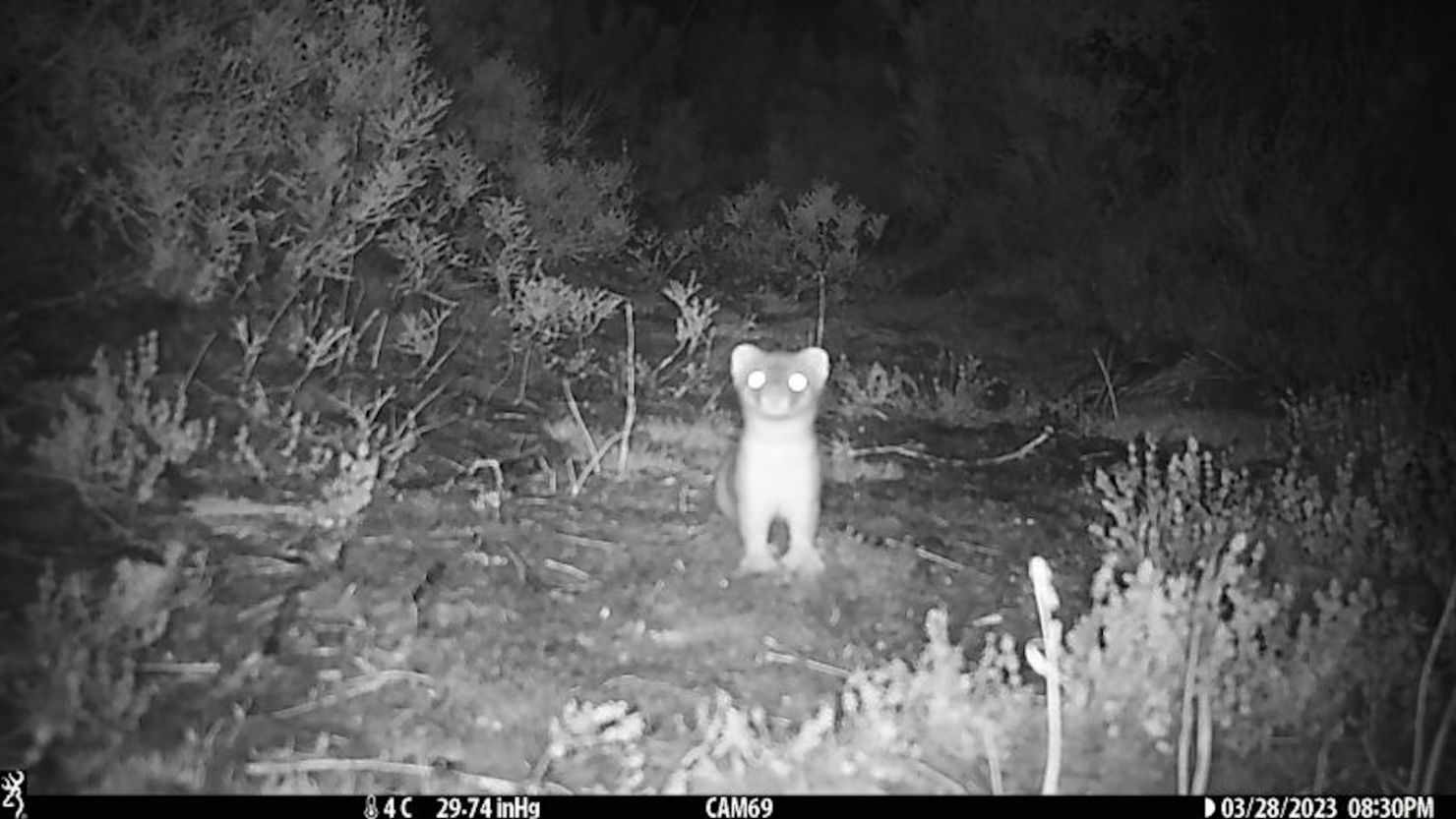 Las cámaras de vigilancia captaron al armiño invasor en el biosantuario neozelandés de Chalky Island.