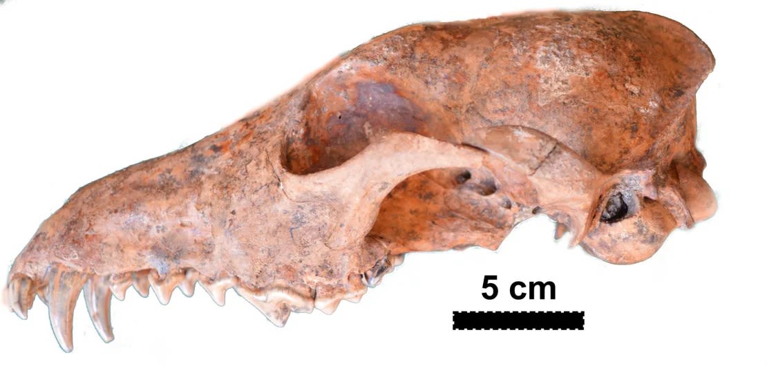 D. avus vivió desde el Pleistoceno (hace entre 2,6 millones y 11.700 años) hasta el Holoceno, y se extinguió hace unos 500 años. Aquí hay un cráneo completo de un sitio diferente al del norte de la Patagonia. Crédito: cortesía de Francisco Prevosti.