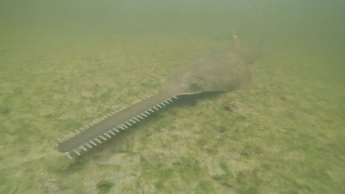 El pez sierra de dientes pequeños, en peligro de extinción, criaturas marinas que prácticamente no han cambiado durante millones de años, están exhibiendo un comportamiento de giros errático y muriendo en cantidades inusuales en aguas de Florida.