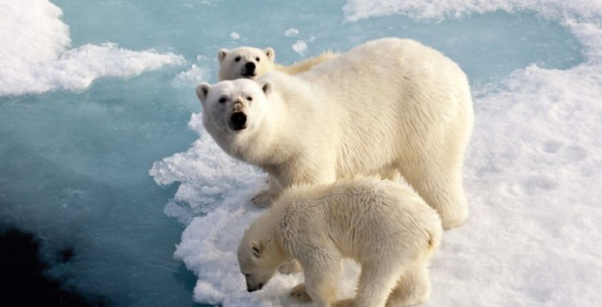 Las consecuencias del cambio climático van más allá del aumento de la temperatura, lo que está causando que los polos se derritan (Getty Images).