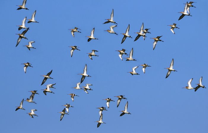 No es tu imaginación: algunos animales han comenzado a emigrar cada vez más temprano en el año debido al cambio de temperaturas (Shutterstock).