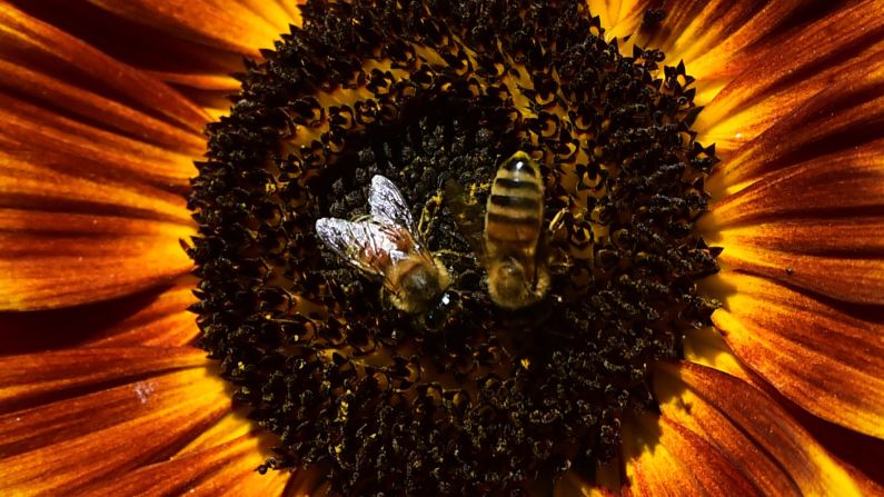 Los científicos también creen que el cambio climático está causando que hayan más plantas que producen polen que causa alergias (Getty Images/Archivo).