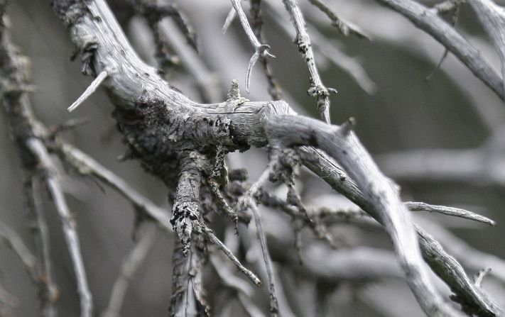 La proliferación de especies invasivas también están afectando a los bosques, principalmente en Norteamérica (AP/Archivo).