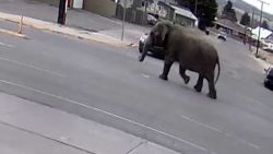 CNNE 1679493 - una elefanta escapa de un circo y se pierde en las calles de montana