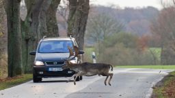Un gamo cruza la carretera justo delante de un coche durante el otoño. Los gamos son originarios de Asia, pero son comunes en Gran Bretaña y otras partes de Europa. Los machos cabríos lucen astas anchas y planas. Crédito: Sven-Erik Arndt/Arterra/Universal Images Group/Getty Images.