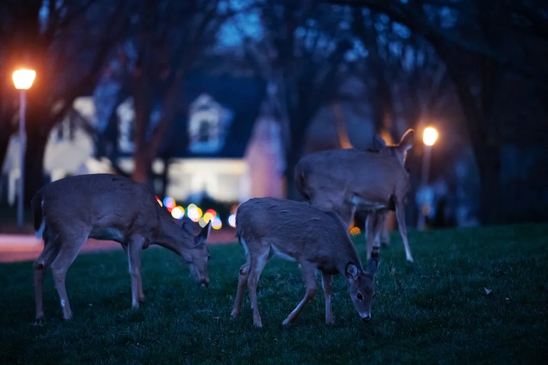 Los ciervos pastan en un patio delantero en Rockville, Maryland, el 28 de noviembre de 2023. El anochecer y el mes de noviembre son una combinación que aumenta particularmente las posibilidades de un encuentro. Crédito: Craig Hudson/The Washington Post/Getty Images.