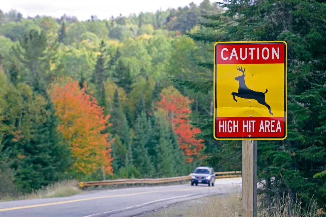 En el condado de Franklin, Maine, una señal de precaución permite a los conductores saber que están atravesando una zona de gran incidencia de ciervos. Cuando veas señales como estas, reduce la velocidad y ponte en alerta máxima. Crédito: Education Images/Universal Images Group/Getty Images.