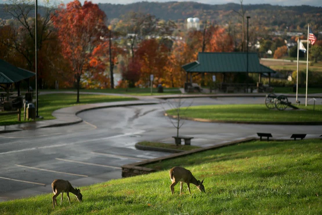 Los ciervos pastan en Fort Boreman Park en Parkersburg, Virginia Occidental, cerca de la frontera con Ohio. El seguro de State Farm dice que los habitantes de Virginia Occidental tienen la mayor probabilidad de sufrir una colisión entre animales y vehículos que los de cualquier otro estado de EE. UU. Crédito: Maddie McGarvey/The Washington Post/Getty Images.