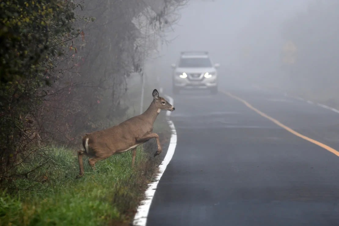 Una cierva de cola blanca está a punto de cruzar una carretera en una mañana brumosa. Cuando se encuentre en condiciones en las que su vista esté comprometida, tenga mucho cuidado. Crédito: Carol Hamilton/iStockphoto/Getty Images.