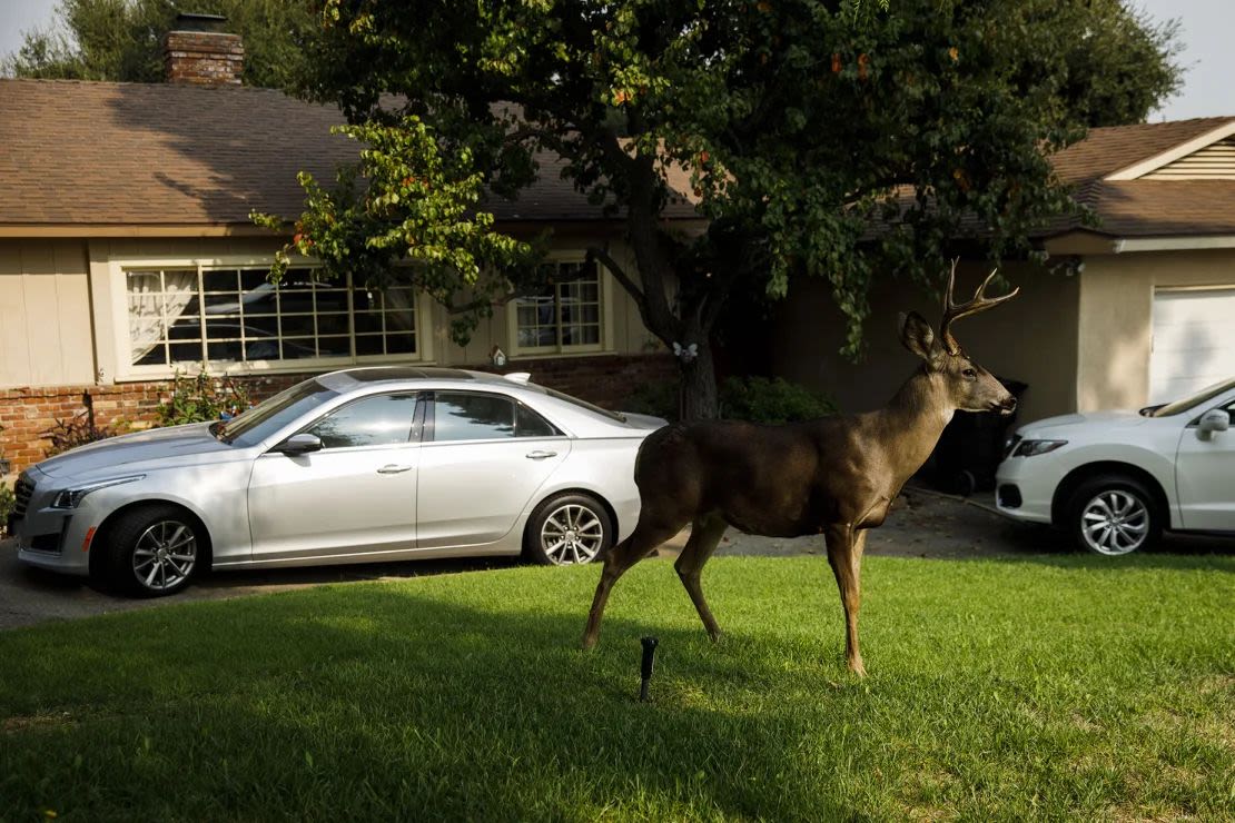 Un ciervo camina por el jardín de un residente en Arcadia, California. Debes evitar alimentar a los ciervos. Si un macho como este le pierde el miedo a los humanos, podría causar un daño real. Crédito: Patrick T. Fallon/Bloomberg/Getty Images.