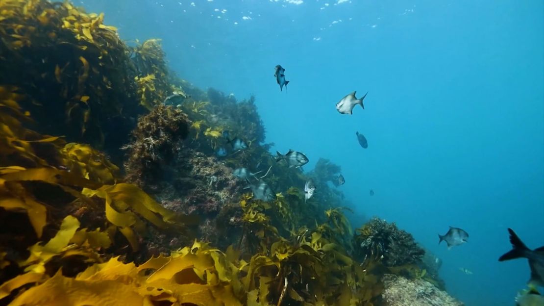 El Gran Arrecife del Sur de Australia es hogar de una diversidad de especies de quelpos que no se encuentra en ninguna otra parte del planeta.