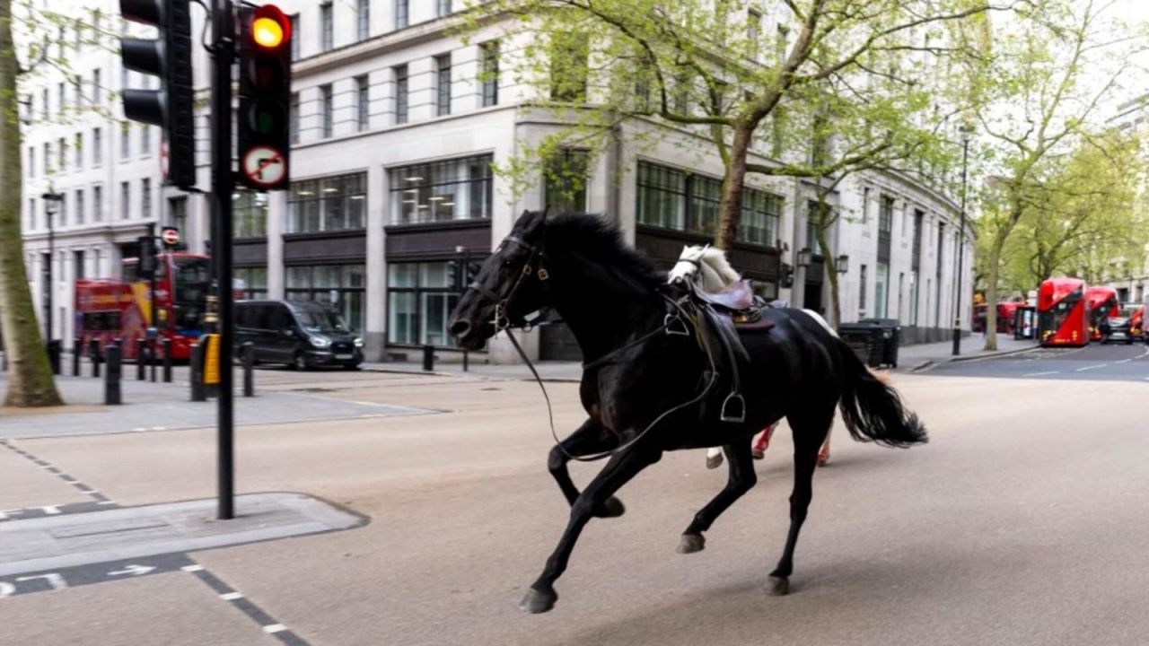 CNNE 1682389 - dos caballos sueltos revolucionan las calles de londres