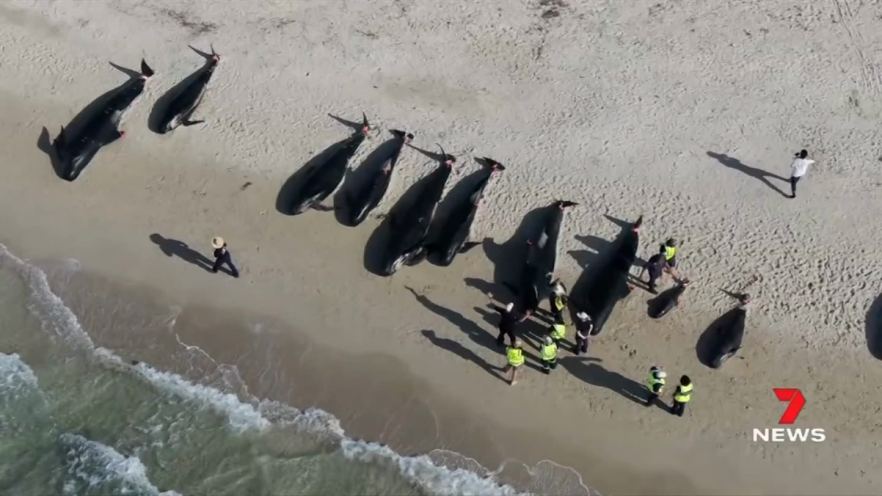 CNNE 1683552 - mueren decenas de ballenas en una playa de australia