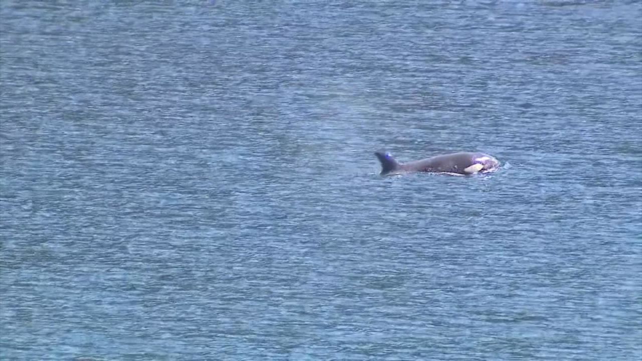 CNNE 1683737 - orca logra regresar a mar abierto tras abandonar laguna