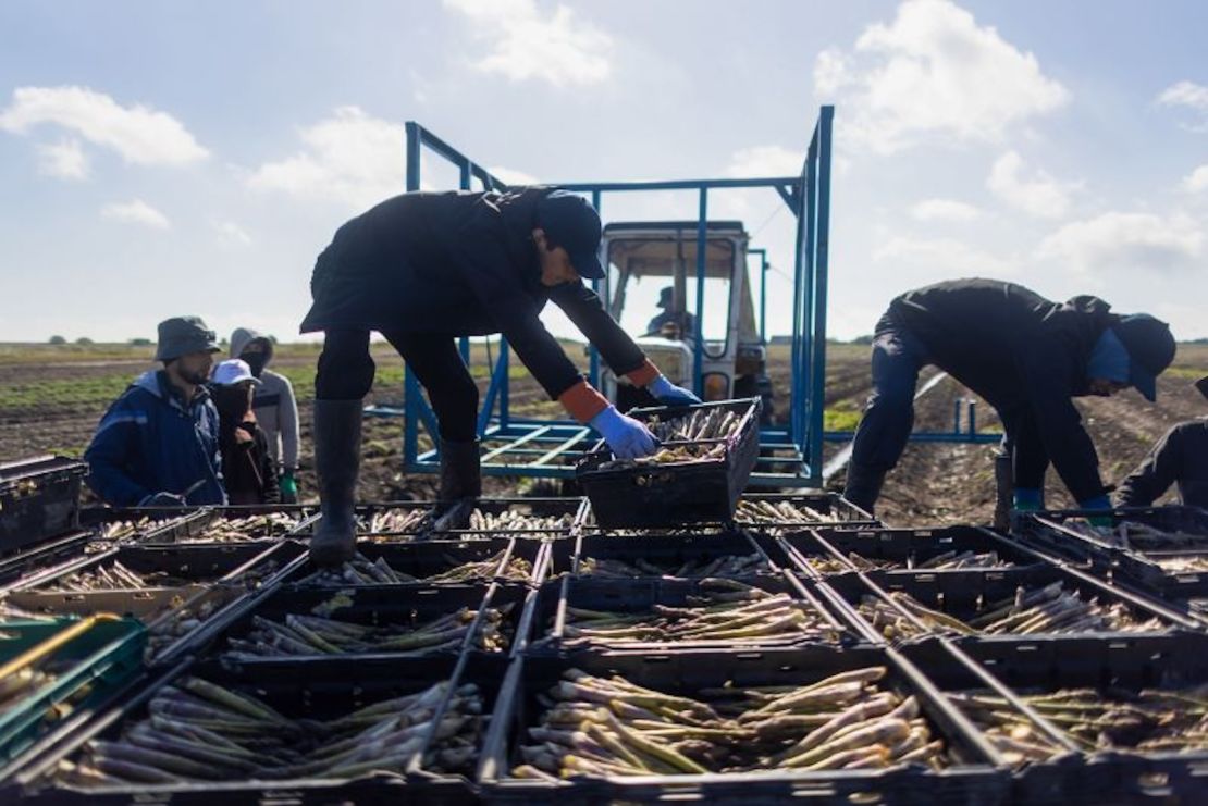 Trabajadores agrícolas mueven bandejas de espárragos en una granja cerca de Sandwich, en el sureste de Inglaterra, el 29 de abril de 2024.