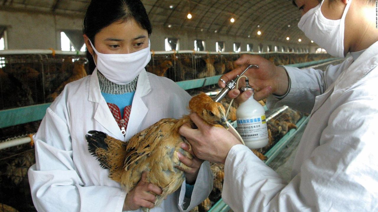 CNNE 1686453 - el riesgo epidemiologico del contagio del ganado por la gripe aviar h5n1