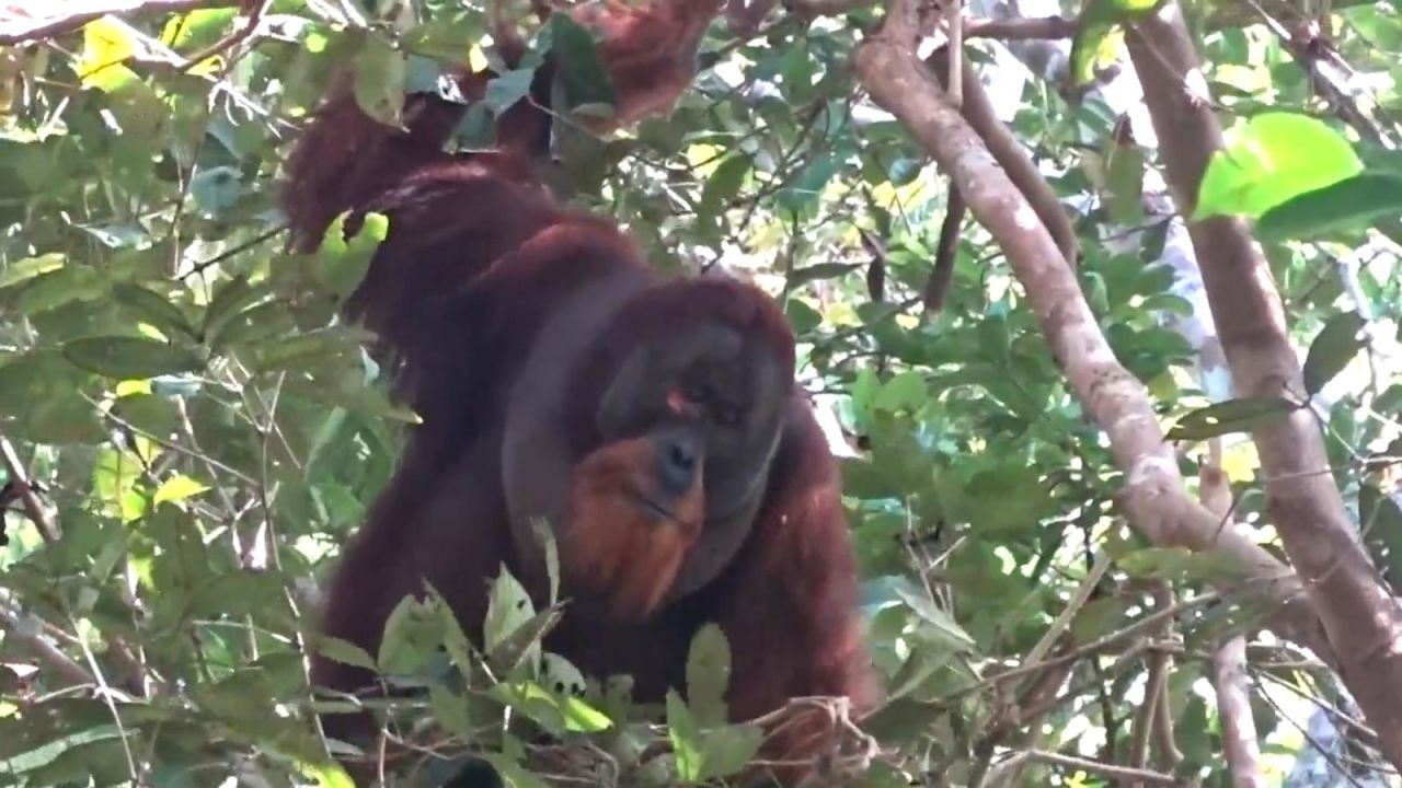 CNNE 1686494 - cientificos captan a orangutan curandose con una planta medicinal