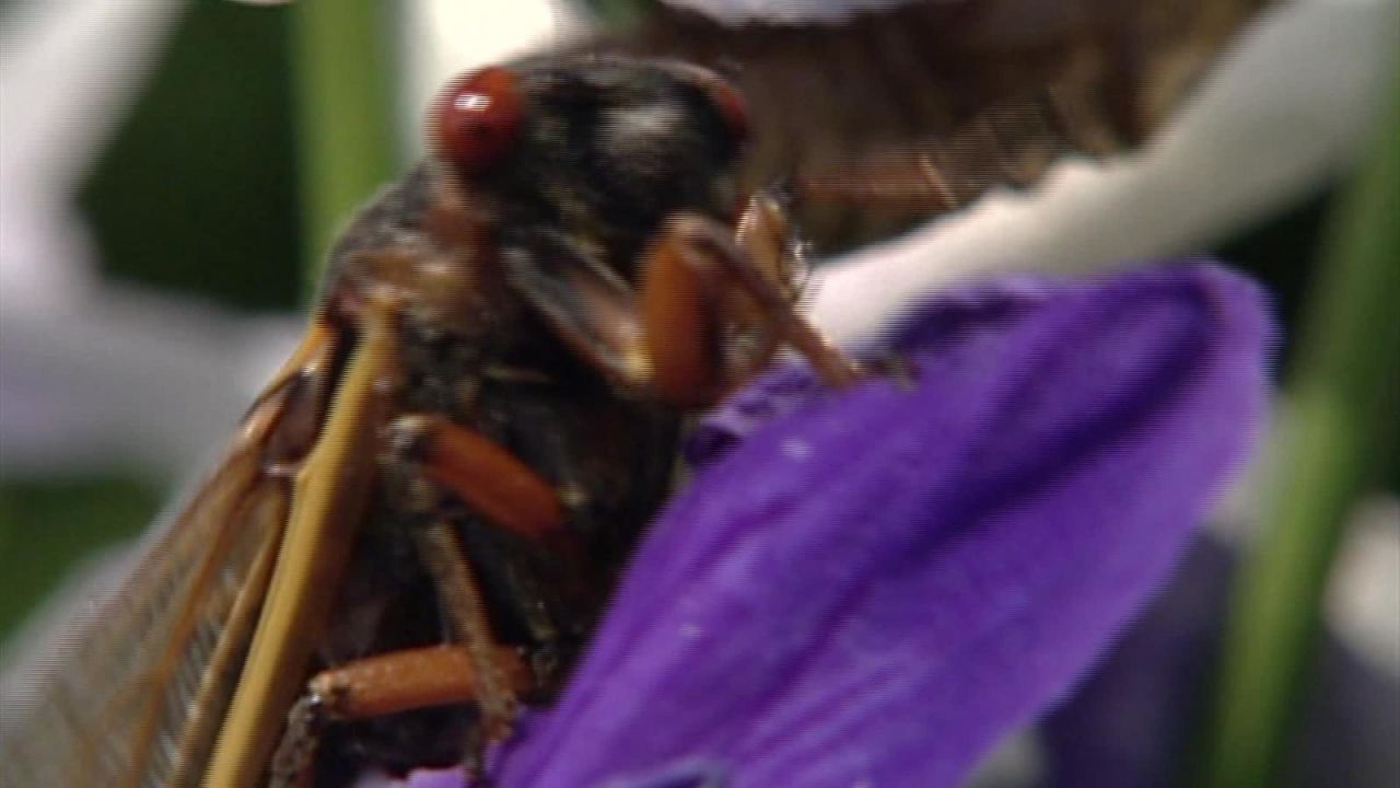 CNNE 1688429 - video casero de las cigarras sorprende en internet