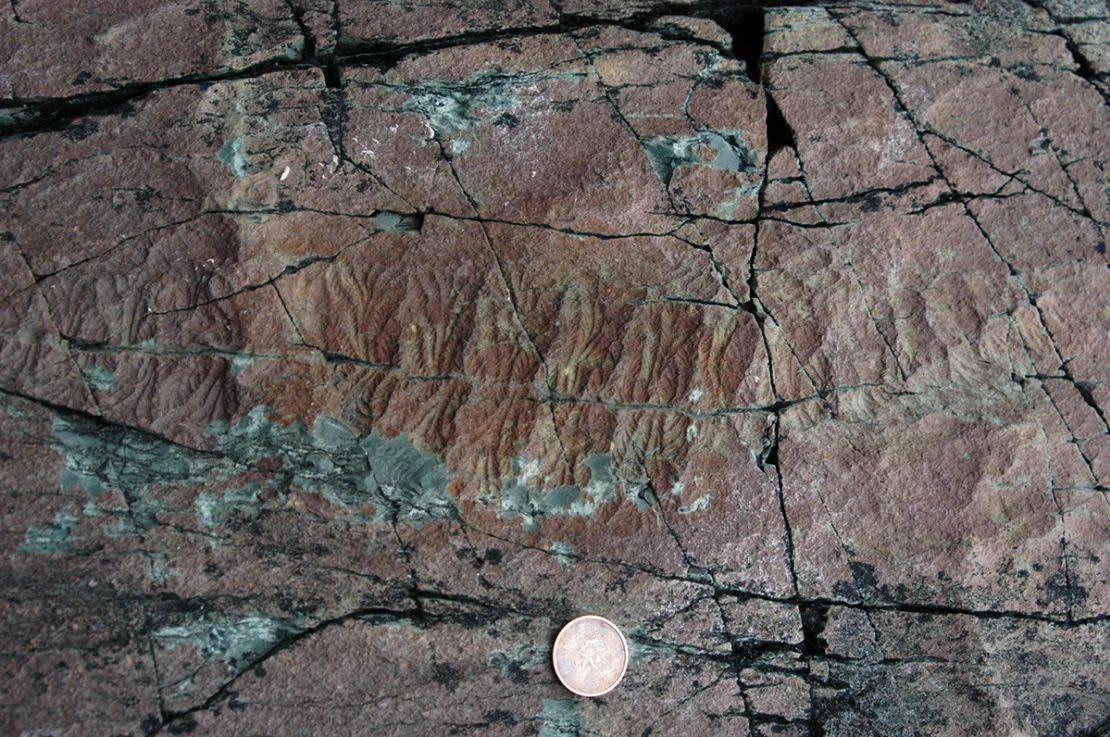 Un fósil de 565 millones de años de antigüedad de un animal de Ediacara, llamado Fractofusus misrai, fue encontrado en la Formación Mistaken Point en Terranova, Canadá. Crédito: Shuhai Xiao/Virginia Tech.