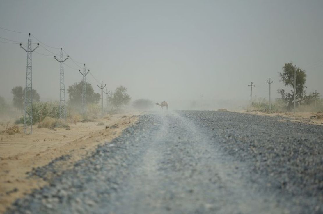 Un camello cruza la carretera en un día caluroso en Barmer, Rajastán, India, 26 de abril de 2024.