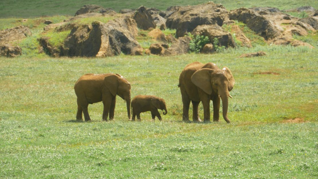 Los elefantes africanos, en peligro de extinción, se han reproducido en parque de Cabárceno tras la mejora en sus condiciones de vida.