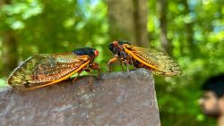 CNNE 1691054 - ¿por que hay tantas cigarras?