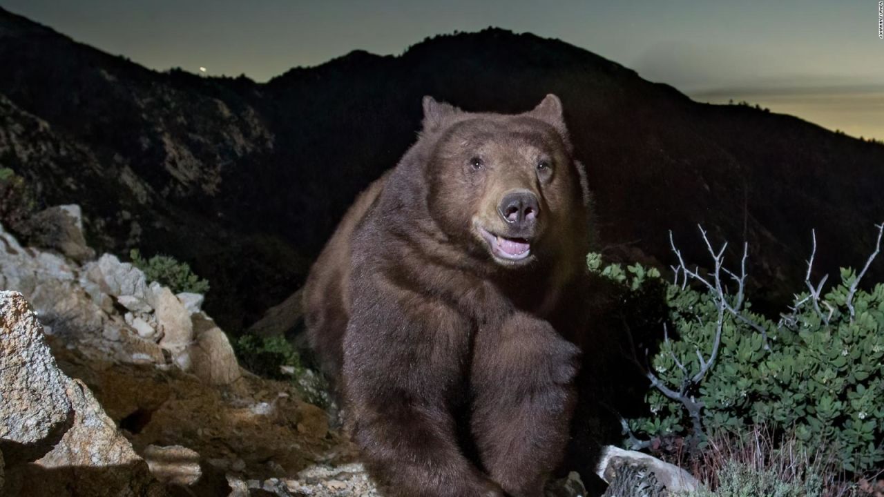 CNNE 1692688 - captan la "sonrisa" de un oso en california