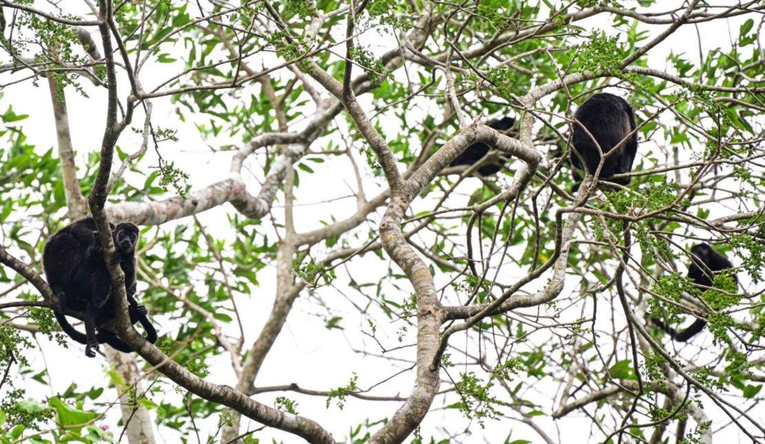 Imagen de archivo. Monos aulladores (Alouatta palliata) trepan a un árbol en Lajas Blancas, provincia de Darién, Panamá, el 11 de marzo de 2024.