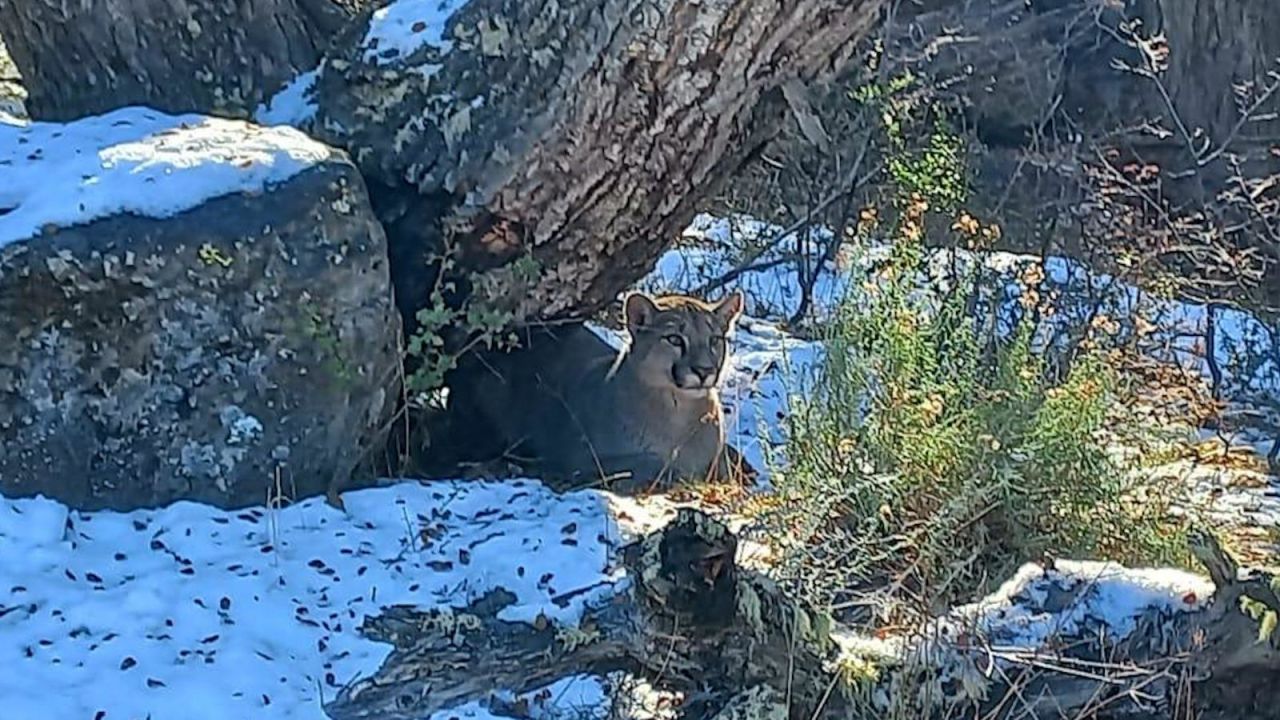 CNNE 1694779 - un turista se enfrenta cara a cara con un puma- asi fue el momento