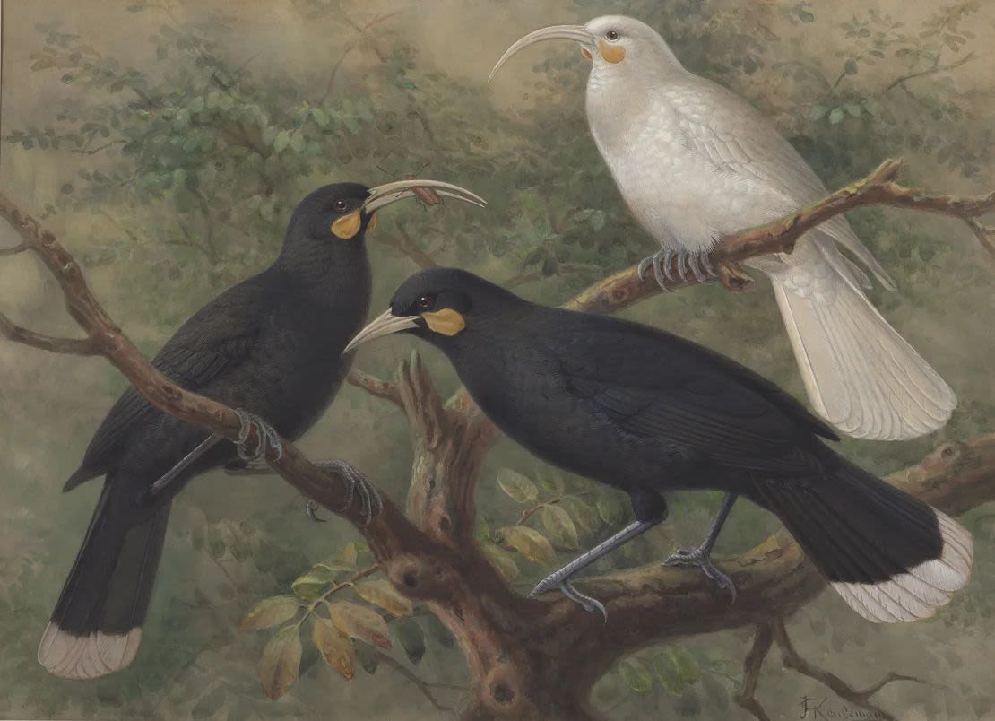 Tres aves huia pintadas por el artista neerlandés Johannes Keulemans, hacia 1900.