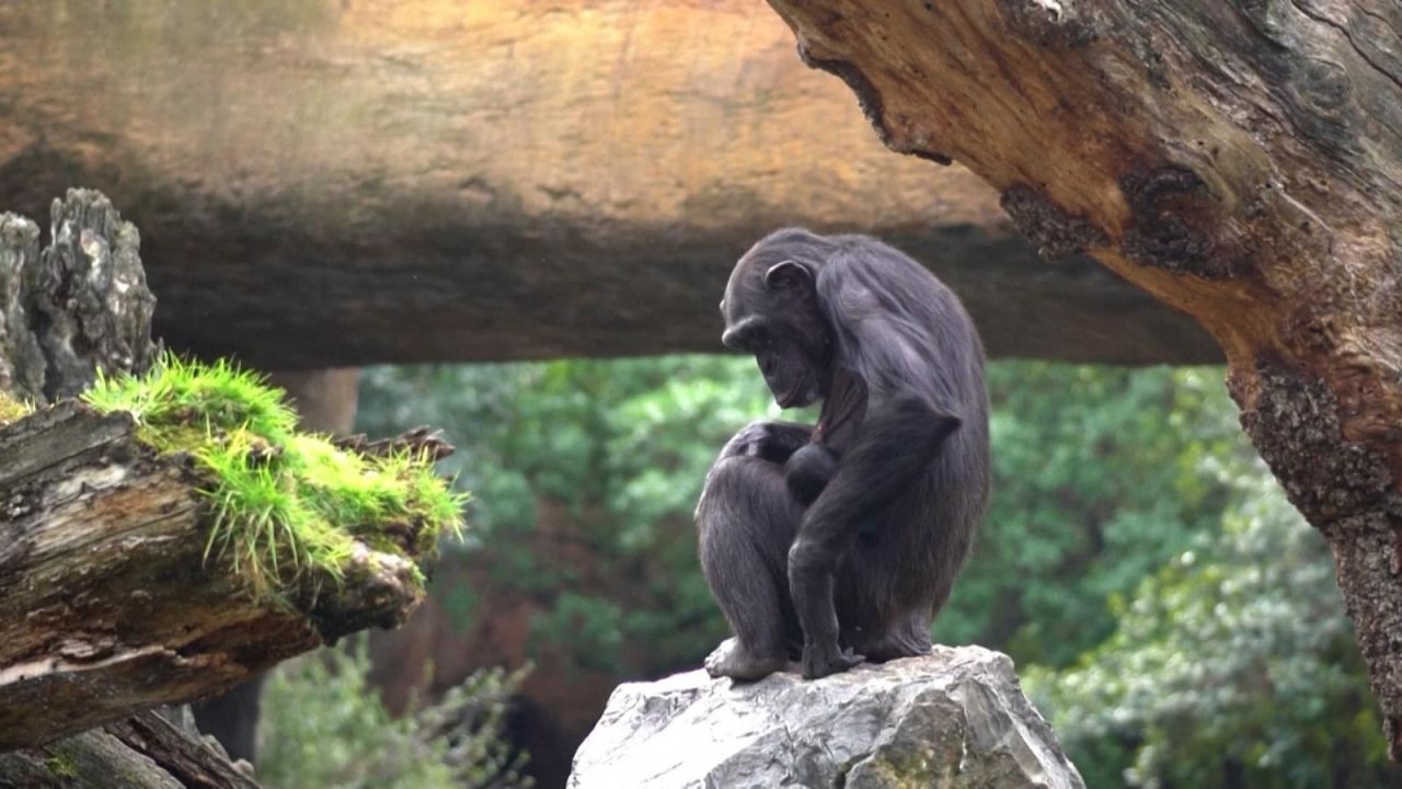 CNNE 1694954 - una chimpance lleva tres meses en duelo por la muerte de su cria en espana