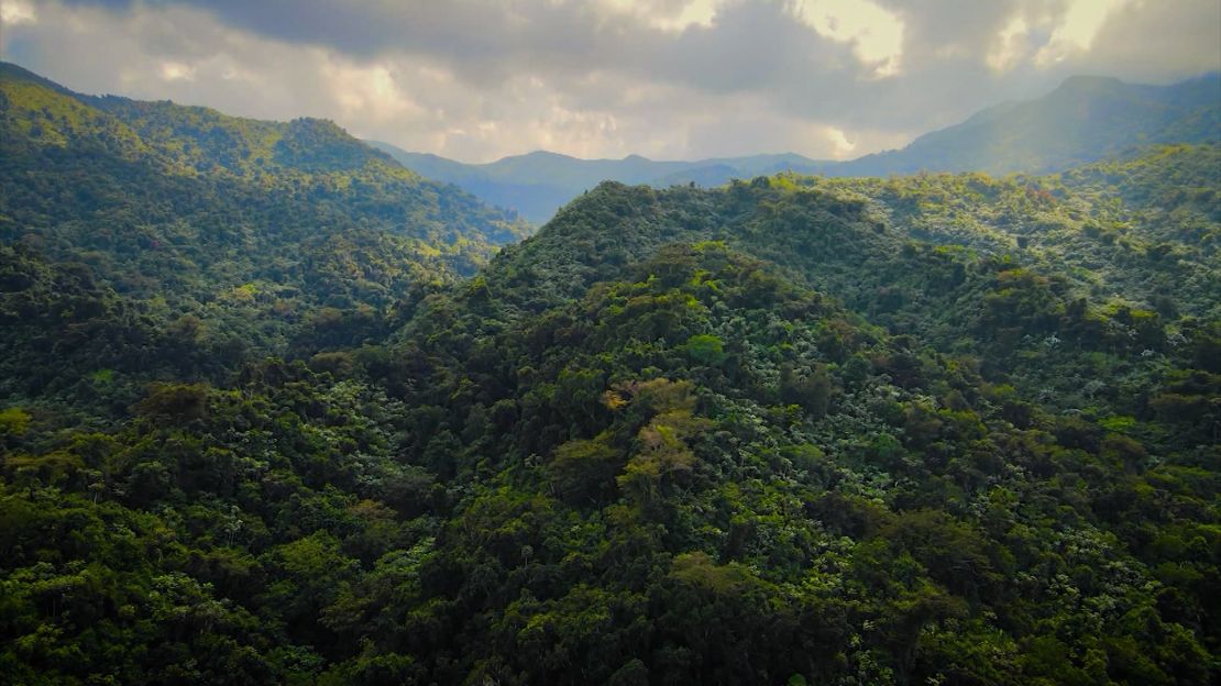 El Yunque, en Puerto Rico, es el único bosque tropical lluvioso en el Sistema Nacional de Bosques de Estados Unidos.