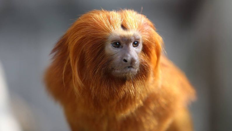 La policía francesa busca 17 monos de especies raras robados durante el fin de semana en el Zoológico de Beauval Zoo, al sur de París.
