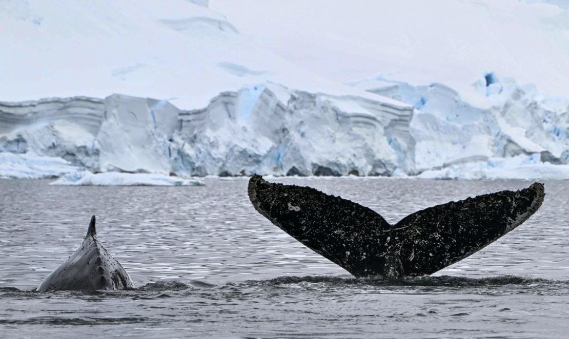 Un grupo de ballenas jorobadas en el estrecho de Gerlache, en la Antártida, el 19 de enero de 2024. Crédito: Juan Barreto/AFP/Getty Images