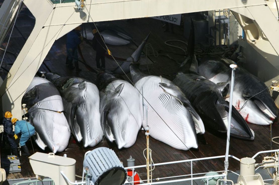 Rorcuales aliblancos muertos en la cubierta del ballenero japonés Nisshin Maru en 2015. Crédito: Sutton Hibbert/Shutterstock