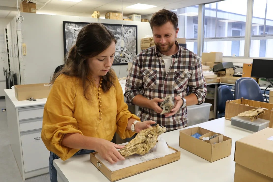 Dos de los coautores del estudio, Phoebe McInerney y Jacob Blokland, posan con un cráneo de Genyornis newtoni.