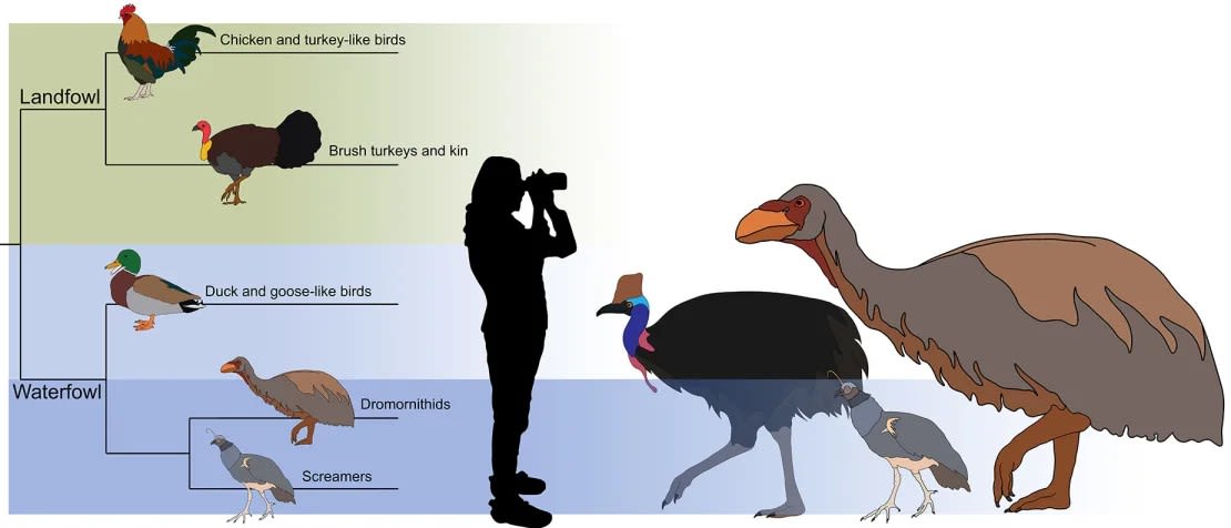 Los científicos proponen colocar al Genyornis newtoni dentro del clado de aves acuáticas. La ilustración también resalta cómo el G. newtoni se compara en tamaño con su pariente más cercano, Anhima cornuta (más cercano al G. newtoni) y el casuario (no relacionado).