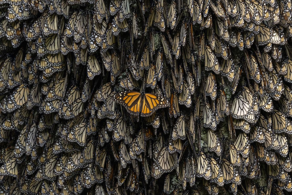 Sus imágenes de las mariposas monarcas, como esta tomada en la Reserva de la Biosfera Mariposa Monarca en Michoacán, México, le valieron a Rojo el reconocimiento del World Press Photo.