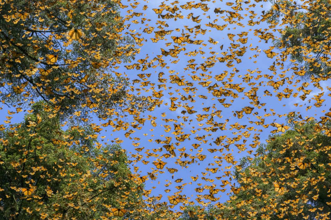 Las mariposas monarcas pueden llegar a recorrer hasta 5.000 km para llegar hasta México durante el invierno.