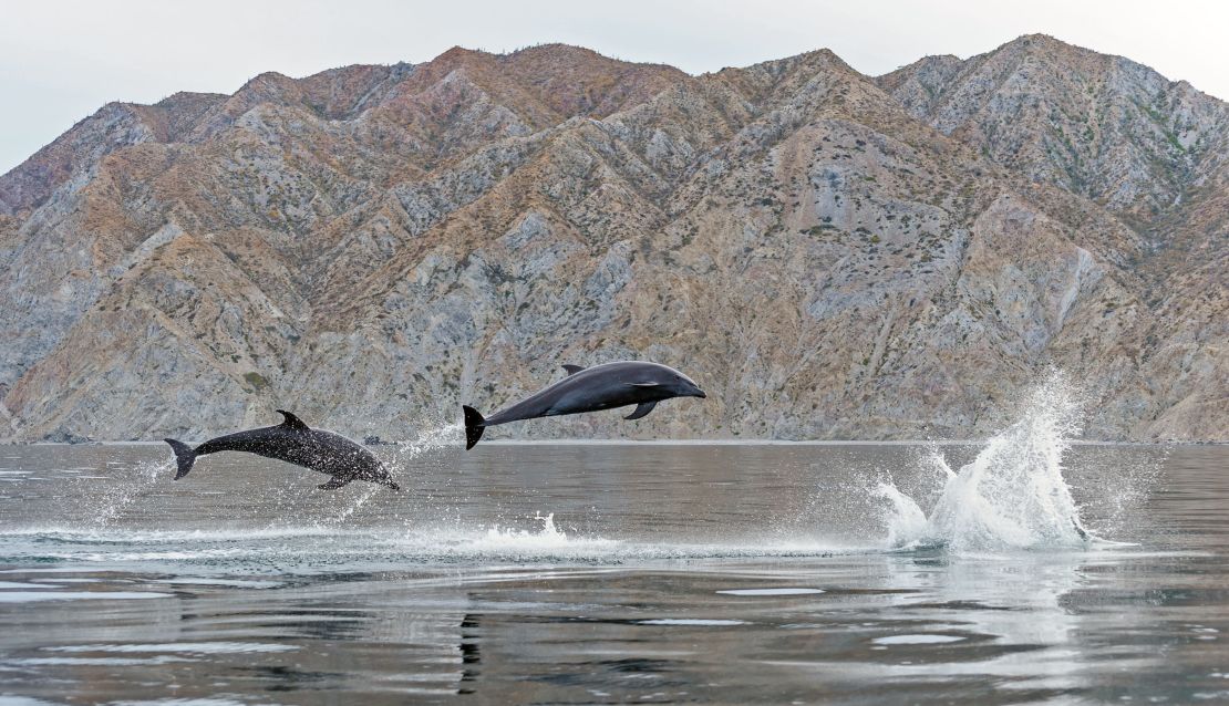 El golfo de California ha sido uno de los lugares que marcó la carrera del fotógrafo español.