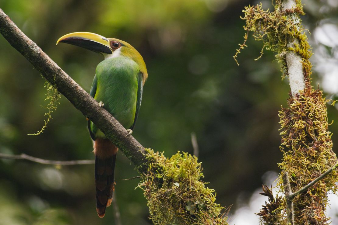 La fauna de Chiapas fascinó a Rojo desde que conoció México, donde se ha desarrollado buena parte de su carrera.