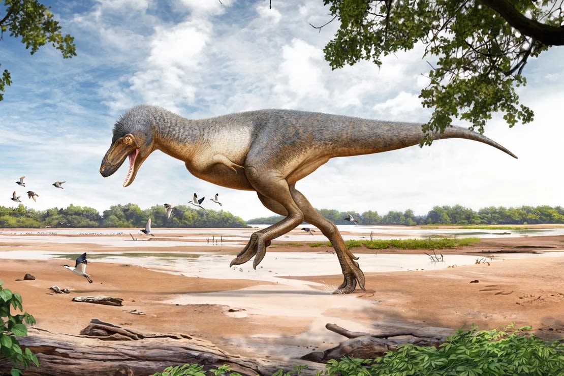 La reconstrucción de un artista de lo que el Museo de Naturaleza y Ciencia de Denver ha denominado "Teen Rex". Una exposición sobre este raro descubrimiento se inaugurará el 21 de junio en el museo.