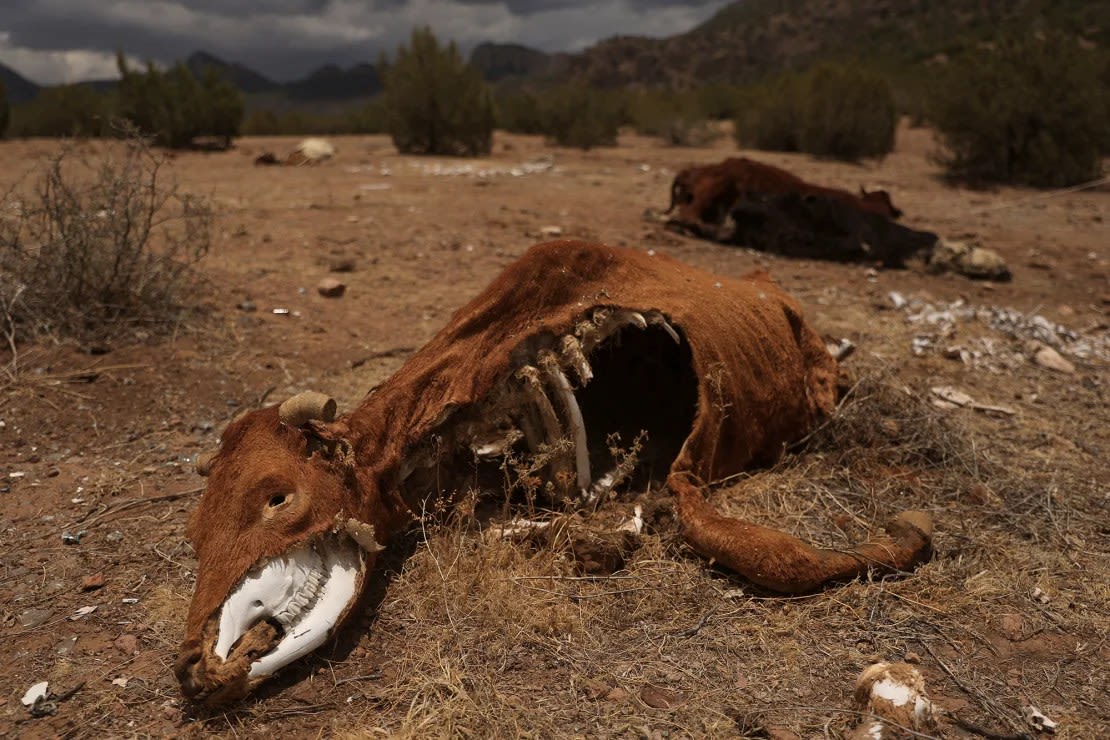 Otros animales, incluidas las vacas, también se vieron afectados por el calor extremo y la sequía en la región. Crédito: José Luis González/Reuters.