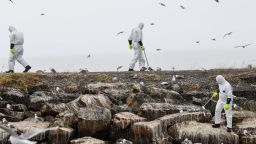 Recolección de aves muertas en julio de 2023 a lo largo de la costa del municipio de Vadso, en Finnmark, Noruega, tras un importante brote de gripe aviar. Crédito: Oyvind Zahl Arntzen/NTB/AFP/Getty Images